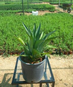 صبار أمريكي - مركن 25 سم