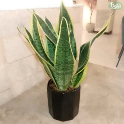 صبار جلد النمر ١