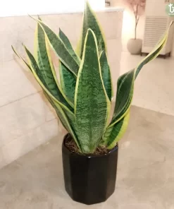 صبار جلد النمر ١