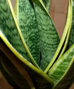 صبار جلد النمر ٢