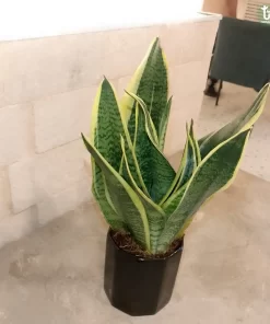 صبار جلد النمر ٣