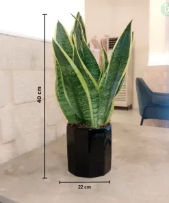 صبارسانسفريا ٤