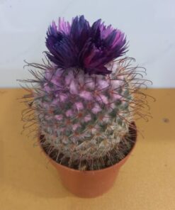 صبار ماميلاريا - مركن 8 سم