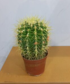 صبار عمة القاضي - مركن 11 سم