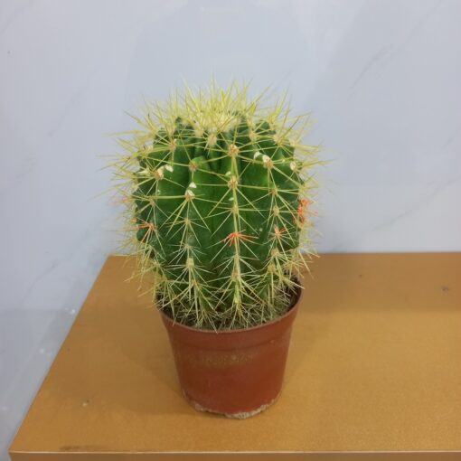 صبار عمة القاضي - مركن 11 سم