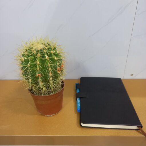 صبار عمة القاضي - مركن 11 سم - الصورة 2