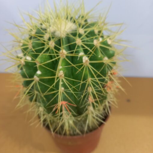 صبار عمة القاضي - مركن 11 سم - الصورة 3