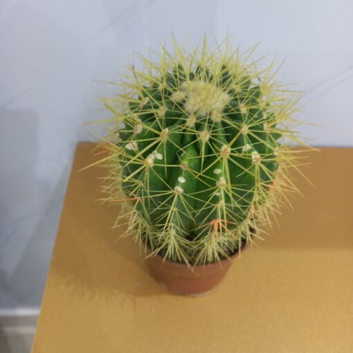 صبار عمة القاضي - مركن 11 سم - الصورة 4