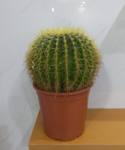 صبار عمة القاضي - مركن 24 سم