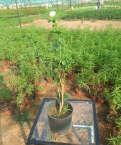 فل الطائف - مركن 16 سم