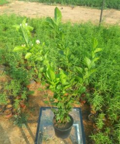 فل جيزاني - مركن 16 سم