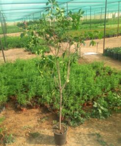 فيكس بلدي - مركن 20 سم