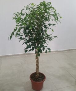 فيكس بنجامينا مجدول غامق 1 بوصة - مركن 15 لتر