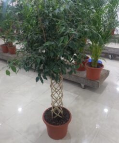 فيكس بنجامينا مجدول غامق 4 بوصة - مركن 20لتر