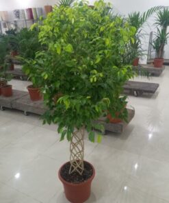 فيكس بنجامينا مجدول فاتح 4 بوصة – مركن 20 لتر