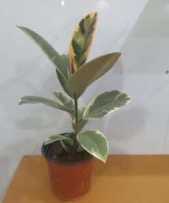 فيكس روبستا مركن 15 سم⁩