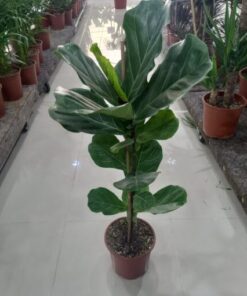 فيكس ليراتا مركن 24 سم⁩⁩