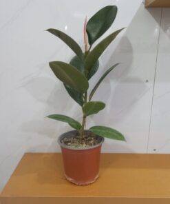 فيكس مطاط - مركن 15 سم