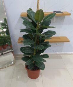 فيكس مطاط – مركن 15 ليتر