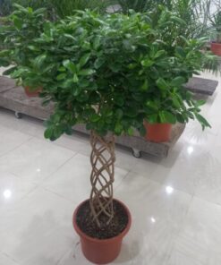 فيكس موكلامي مجدول 4 بوصة - مركن 15لتر