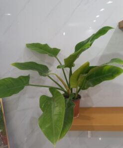 فيلودندرون - مركن 15 سم