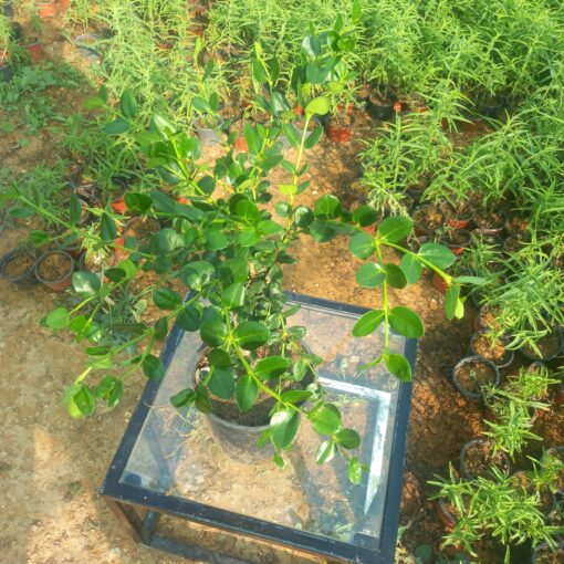 كاريسا زهرة بيضاء - مركن 16 سم