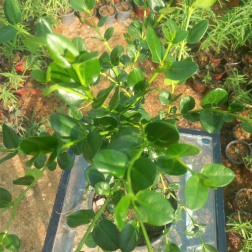 كاريسا زهرة بيضاء - مركن 16 سم - الصورة 2