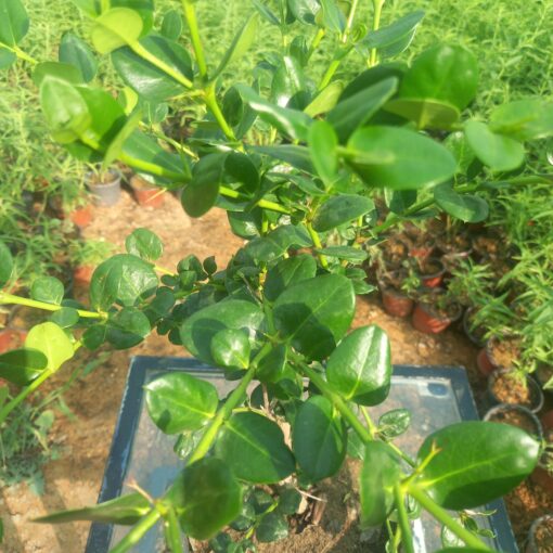 كاريسا زهرة بيضاء - مركن 16 سم - الصورة 3