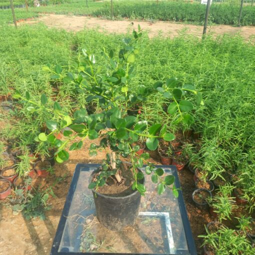 كاريسا زهرة بيضاء - مركن 16 سم - الصورة 4