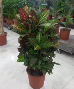 كروتون برنش - مركن 27 سم