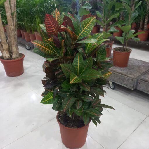 كروتون برنش - مركن 27 سم