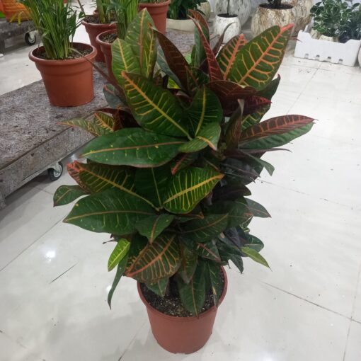 كروتون برنش - مركن 27 سم - الصورة 2