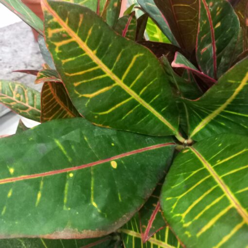 كروتون برنش - مركن 27 سم - الصورة 3