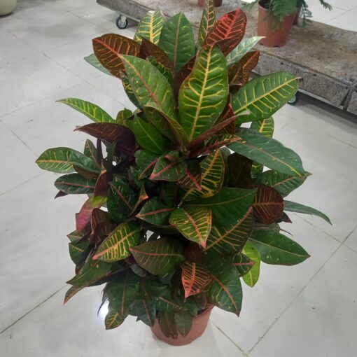 كروتون برنش - مركن 27 سم - الصورة 4