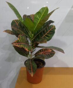 كروتون - مركن 15 سم