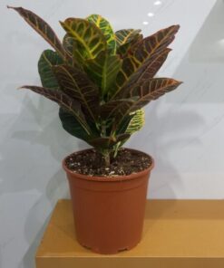 كروتون - مركن 21 سم