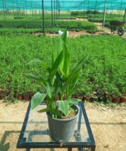 كنا أخضر مركن 15 سم