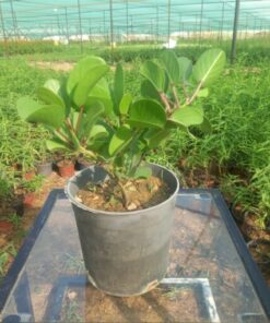 لبلاب متسلق - مركن 16 سم