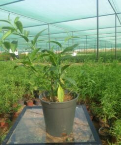 ملكة الليل – مركن 20 سم