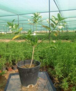  ملكة النهار - مركن 20 سم