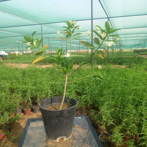 ملكة النهار - مركن 20 سم