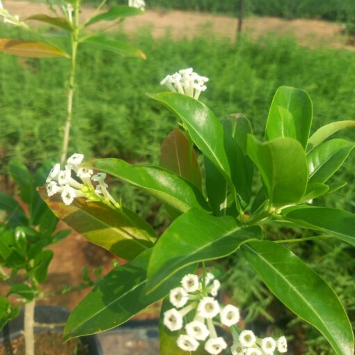  ملكة النهار - مركن 20 سم - الصورة 2