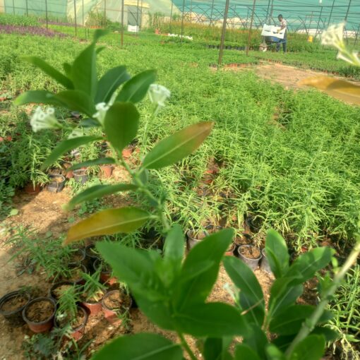  ملكة النهار - مركن 20 سم - الصورة 3