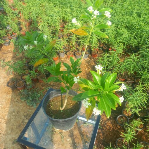  ملكة النهار - مركن 20 سم - الصورة 4