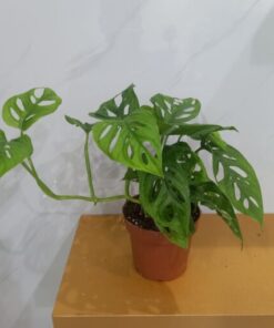 مونستيرا القفص الصدري - مركن 12 سم