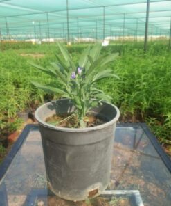 ميرمية - مركن 16 سم