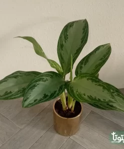 نبتة اجلونيما الضوء الساطع في اصيص سيراميك ذهبي 1