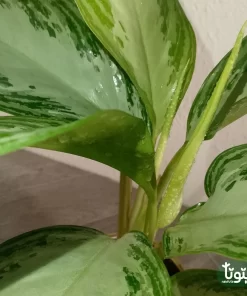 نبتة اجلونيما الضوء الساطع في اصيص سيراميك ذهبي 2