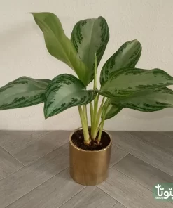 نبتة اجلونيما الضوء الساطع في اصيص سيراميك ذهبي 3