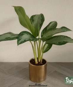 نبتة اجلونيما الضوء الساطع في اصيص سيراميك ذهبي 4